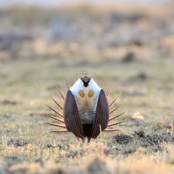 Greater Sage-Grouse