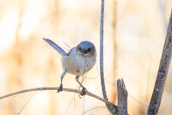 Bushtit