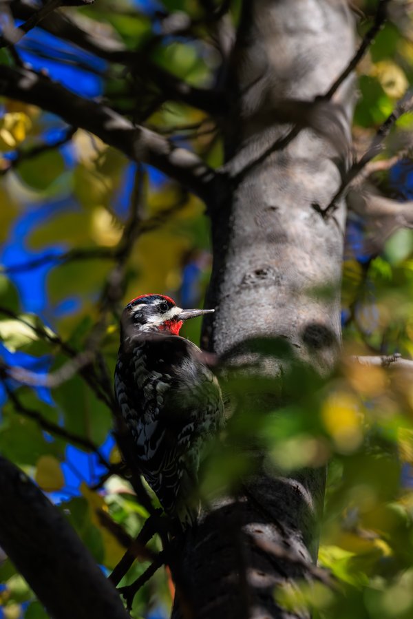 Red-naped Sapsucker