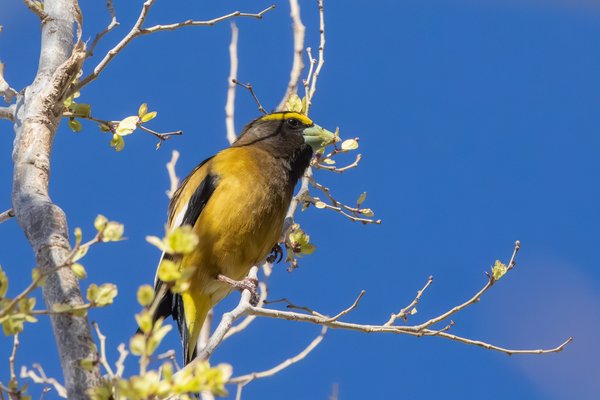Evening Grosbeak
