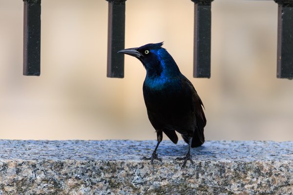 Common Grackle
