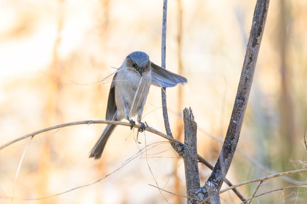Bushtit