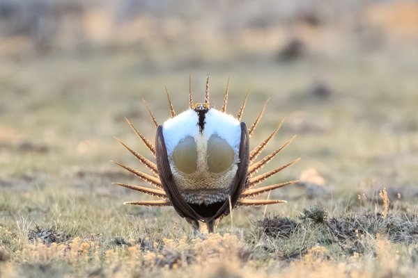 Greater Sage-Grouse