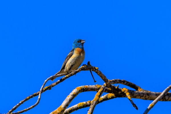 Lazuli Bunting