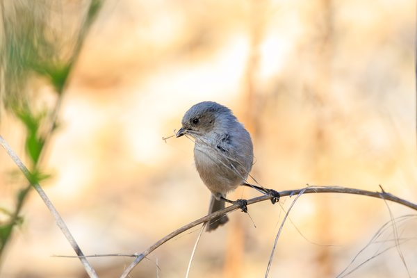 Bushtit
