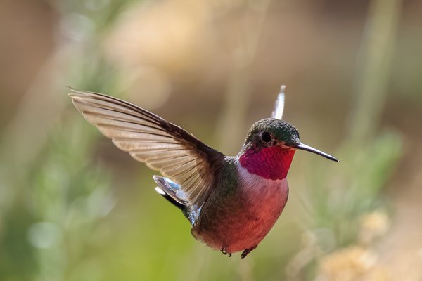 Broad-tailed Hummingbird