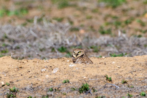 Burrowing Owl