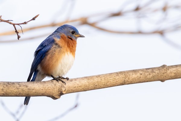 Eastern Bluebird