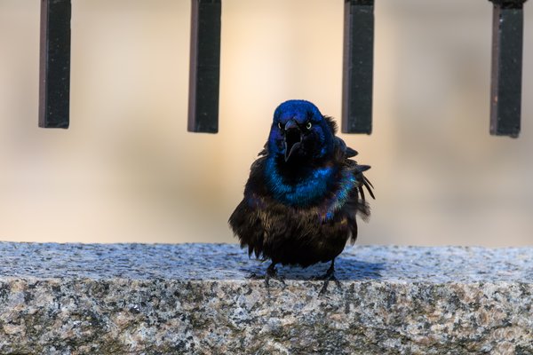 Common Grackle