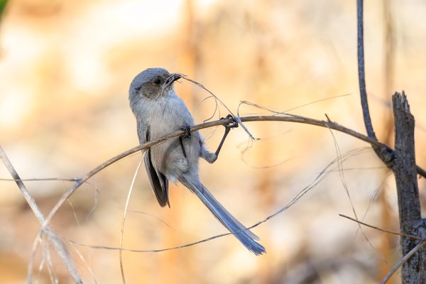 Bushtit