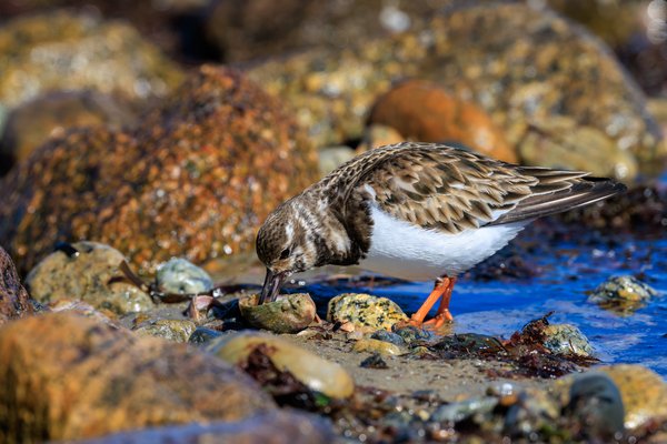 Ruddy Turnstone