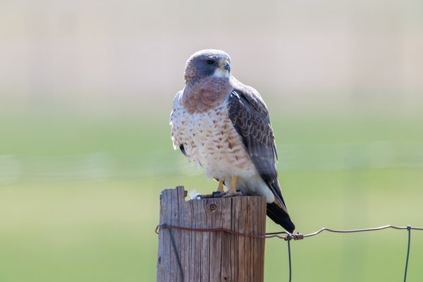 Swainson's Hawk