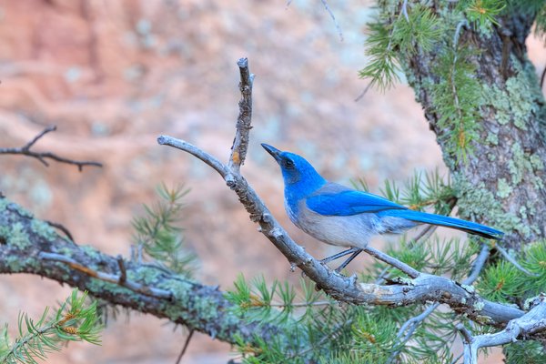 Woodhouse's Scrub-Jay