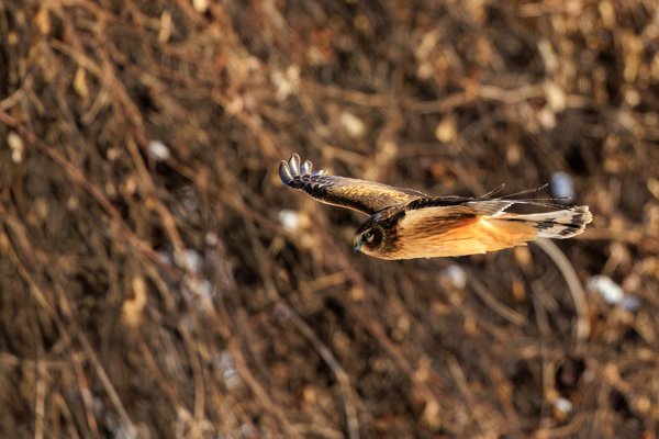 Northern Harrier