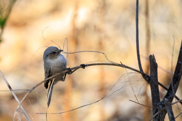 Bushtit