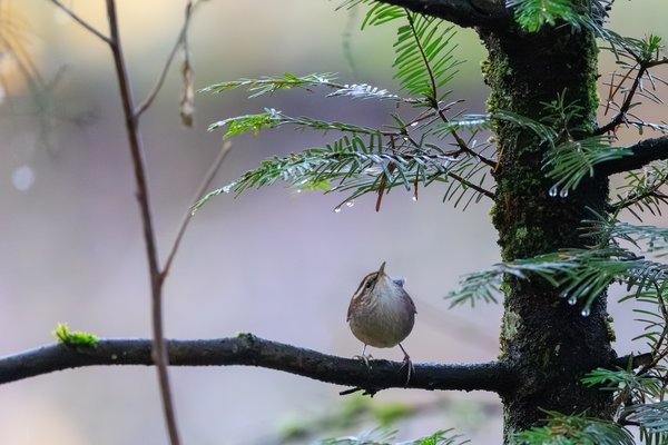 Pacific Wren