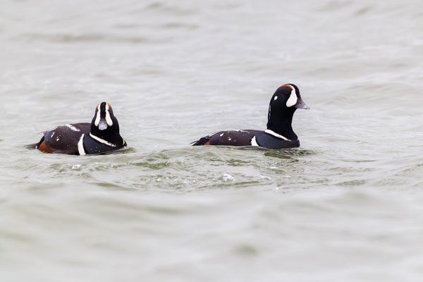 Harlequin Duck