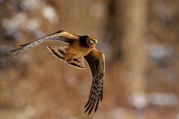 Northern Harrier