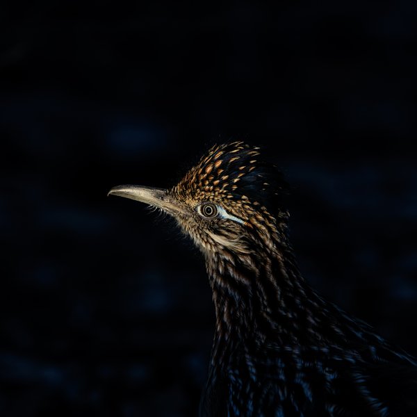 Greater Roadrunner