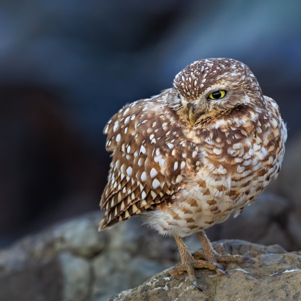 Burrowing Owl