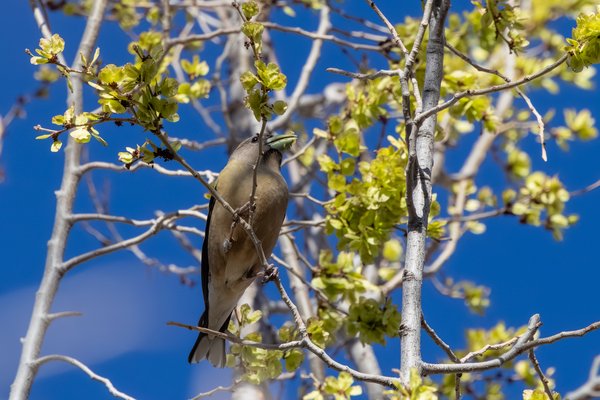 Evening Grosbeak
