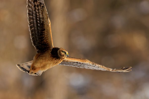 Northern Harrier