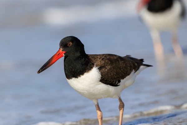 American Oystercatcher