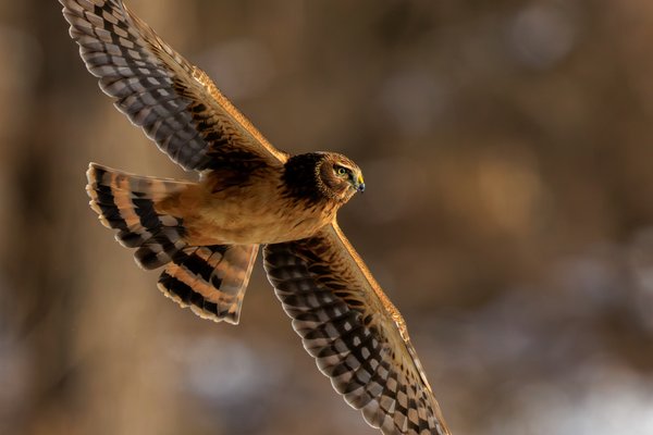 Northern Harrier