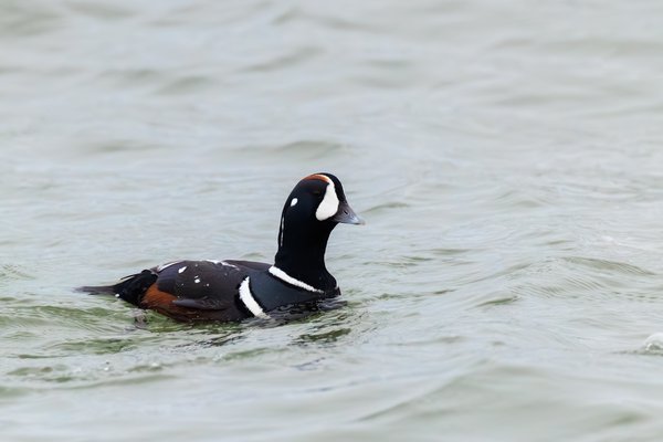 Harlequin Duck