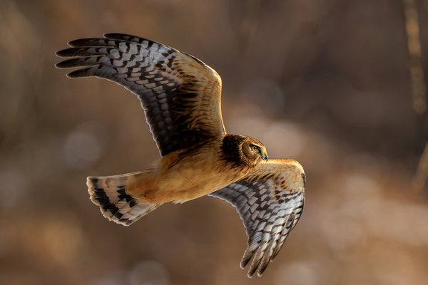Northern Harrier