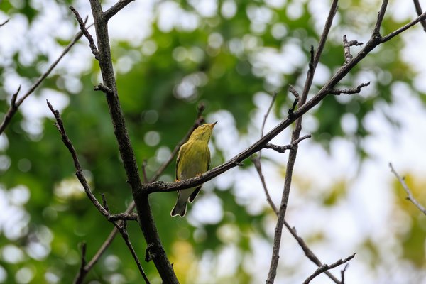 Pine Warbler