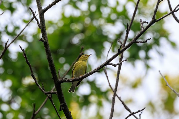 Palm Warbler