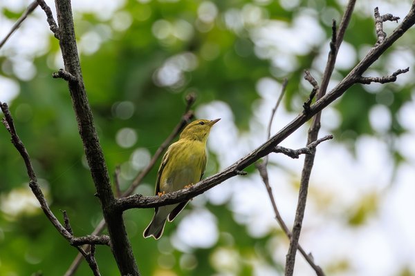 Palm Warbler
