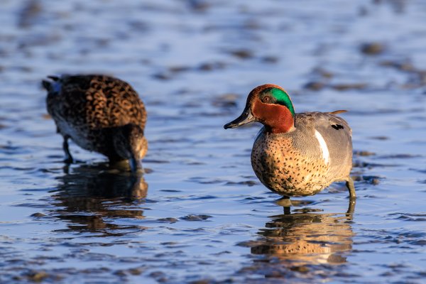 Green-winged Teal
