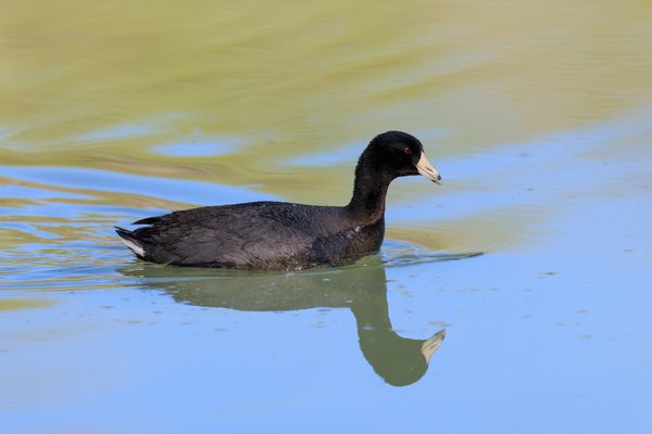 American Coot
