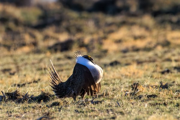 Greater Sage-Grouse