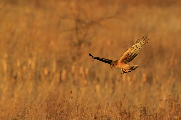Northern Harrier