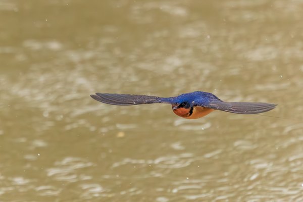 Barn Swallow