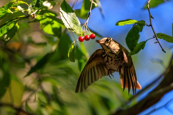 Swainson's Thrush