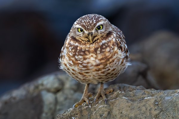 Burrowing Owl