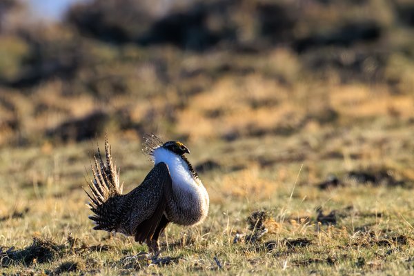 Greater Sage-Grouse