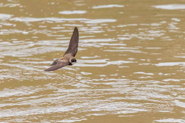 Northern Rough-winged Swallow