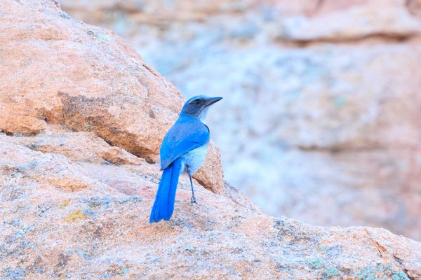 Woodhouse's Scrub-Jay