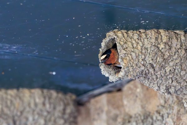 Cliff Swallow