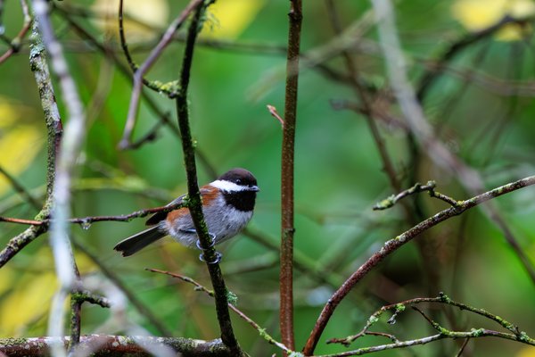 Chestnut-backed Chickadee