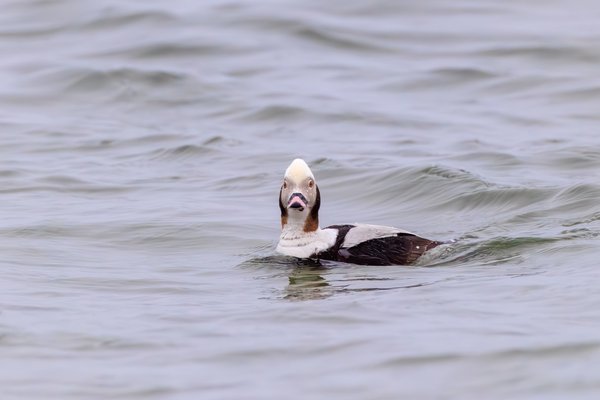 Long-tailed Duck