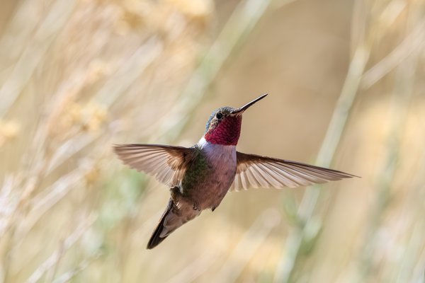 Broad-tailed Hummingbird