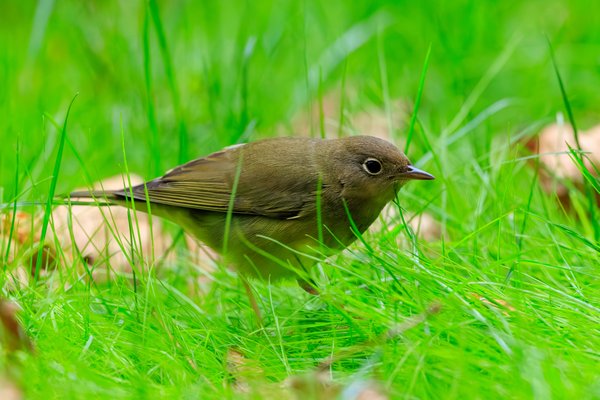 Connecticut Warbler