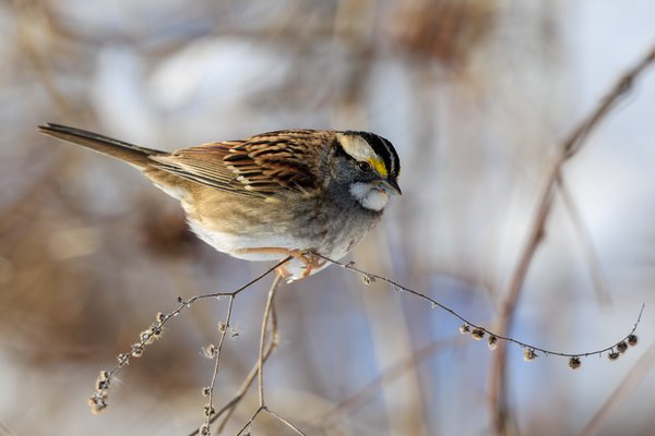 White-throated Sparrow