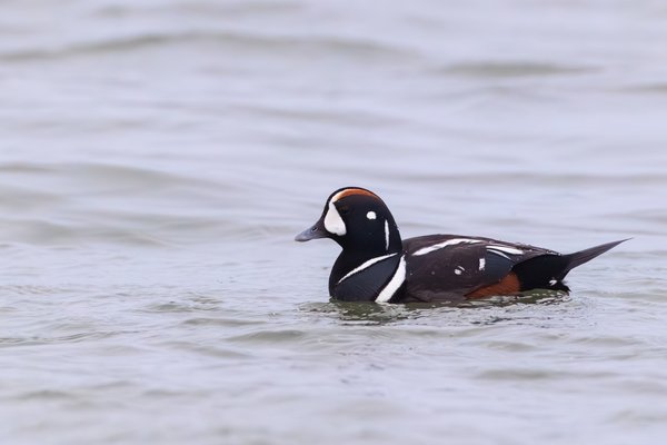 Harlequin Duck